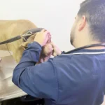 Como se comunicar com cães surdos e cegos? Veterinário dá dicas importantes