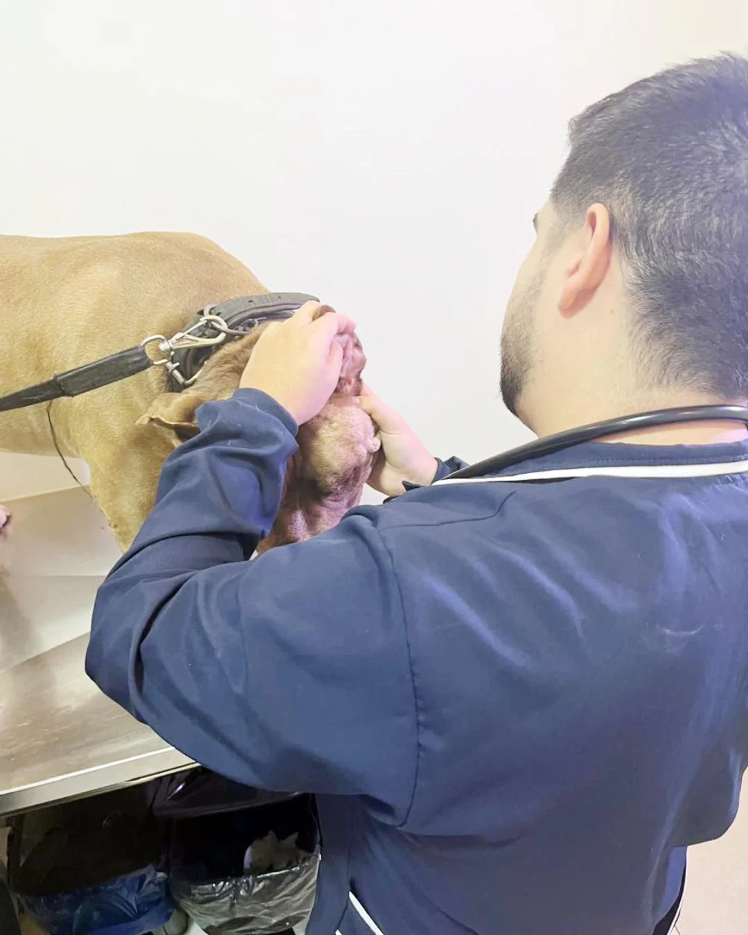 Como se comunicar com cães surdos e cegos? Veterinário dá dicas importantes