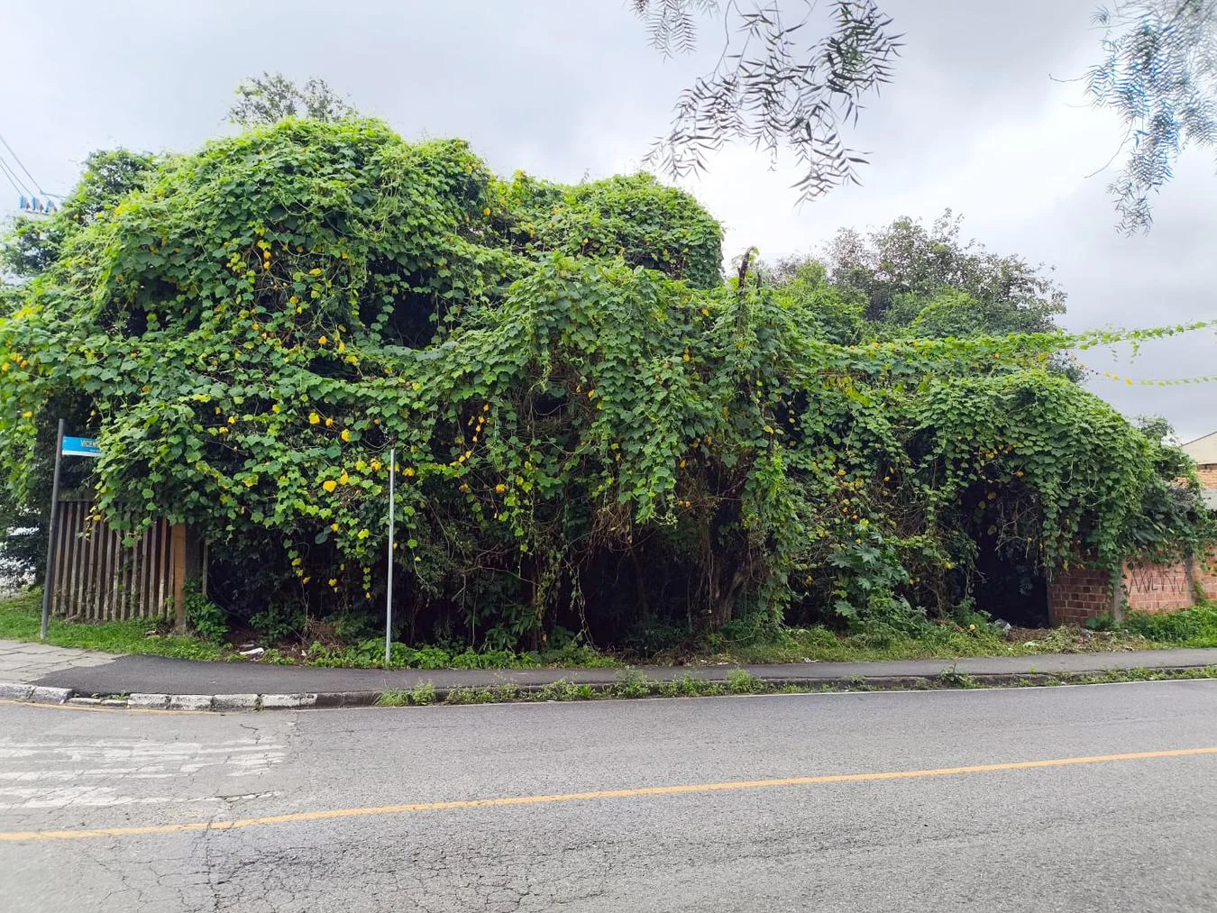 Comunidade pede serviço de roçada em vias que dão acesso a escolas