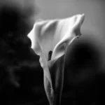 Confira o novo obituário divulgado pelo Cartório de Registro Civil