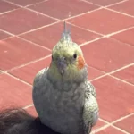 Família pede ajuda para encontrar calopsita Princesa que sumiu no bairro Cachoeira