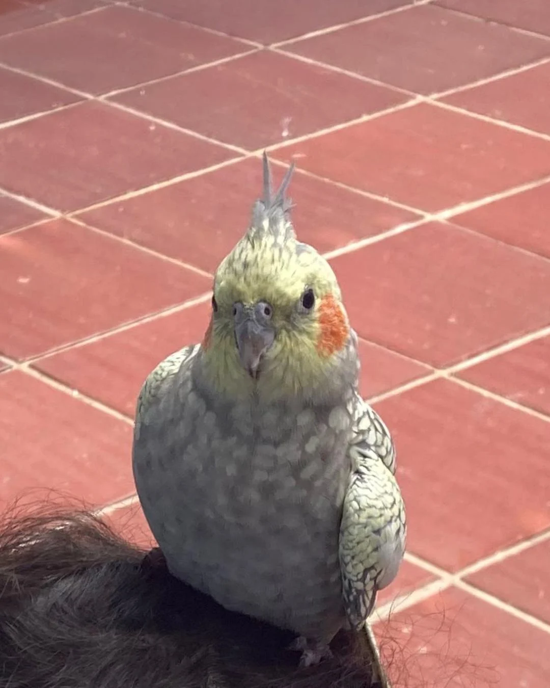 Família pede ajuda para encontrar calopsita Princesa que sumiu no bairro Cachoeira