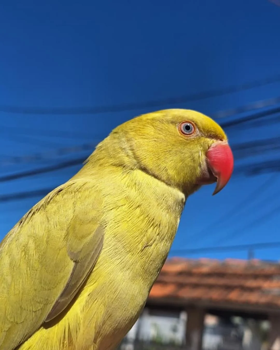 Família pede ajuda para encontrar passarinho Ring Neck