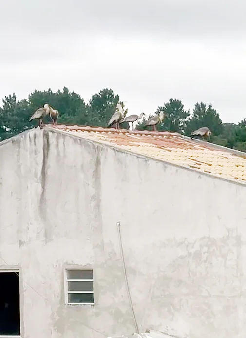 Você já ouviu falar da Curicaca, ave que tem sido vista em Araucária?