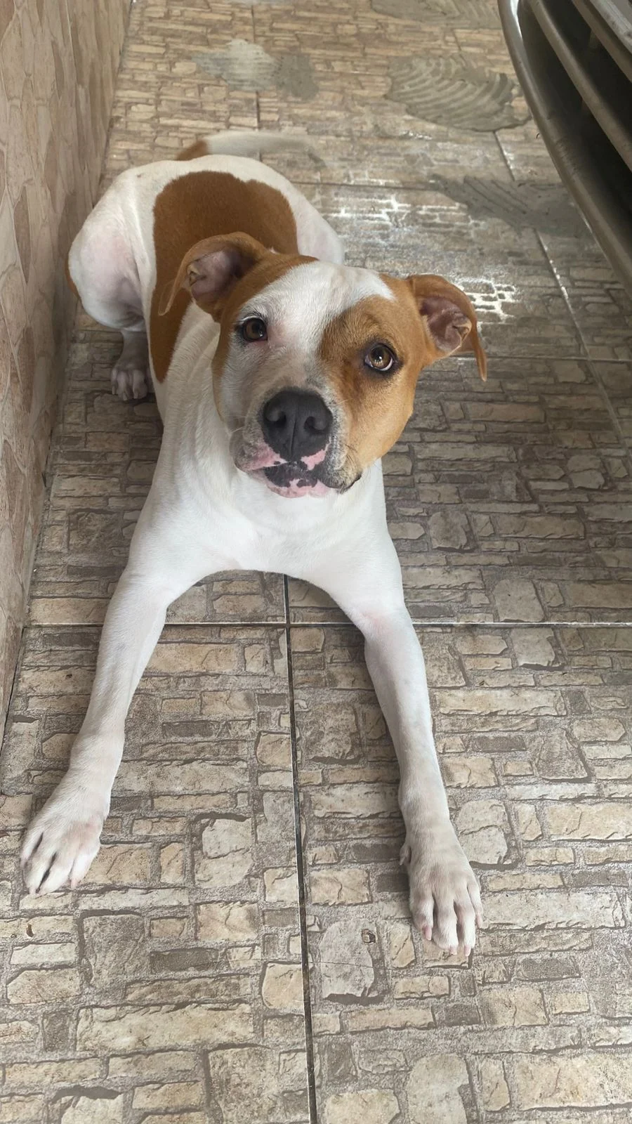 Moradora pede ajuda para encontrar cachorrinha Maggie