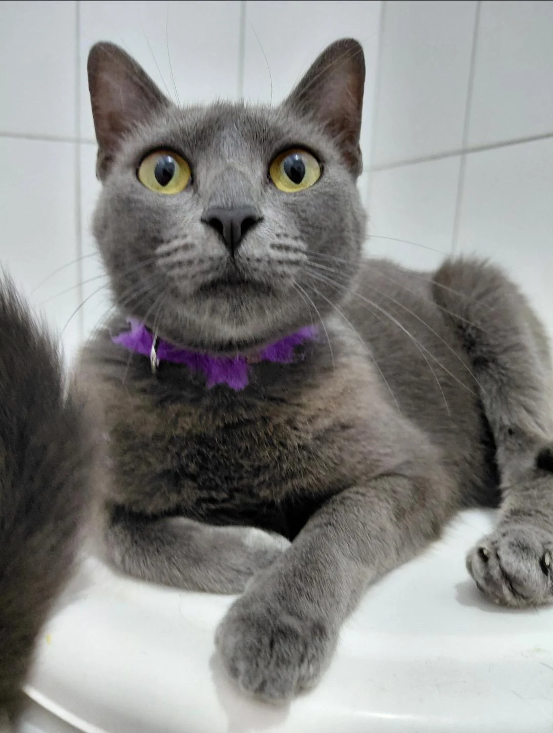 Ajude a achar a gatinha Valquíria que desapareceu no bairro Iguaçu