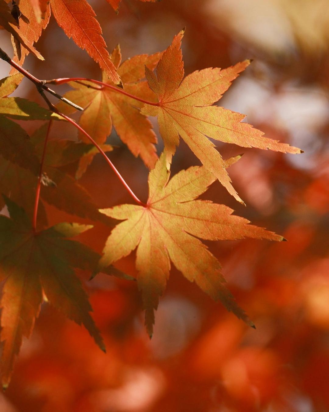 Irmão Lauro: Outono