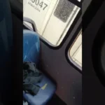 Passageiros sofrem com infestação de pernilongos em linha do ligeirinho