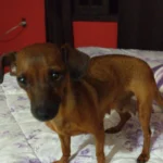 Onde está a Princesa? Família pede ajuda para encontrar cachorrinha desaparecida