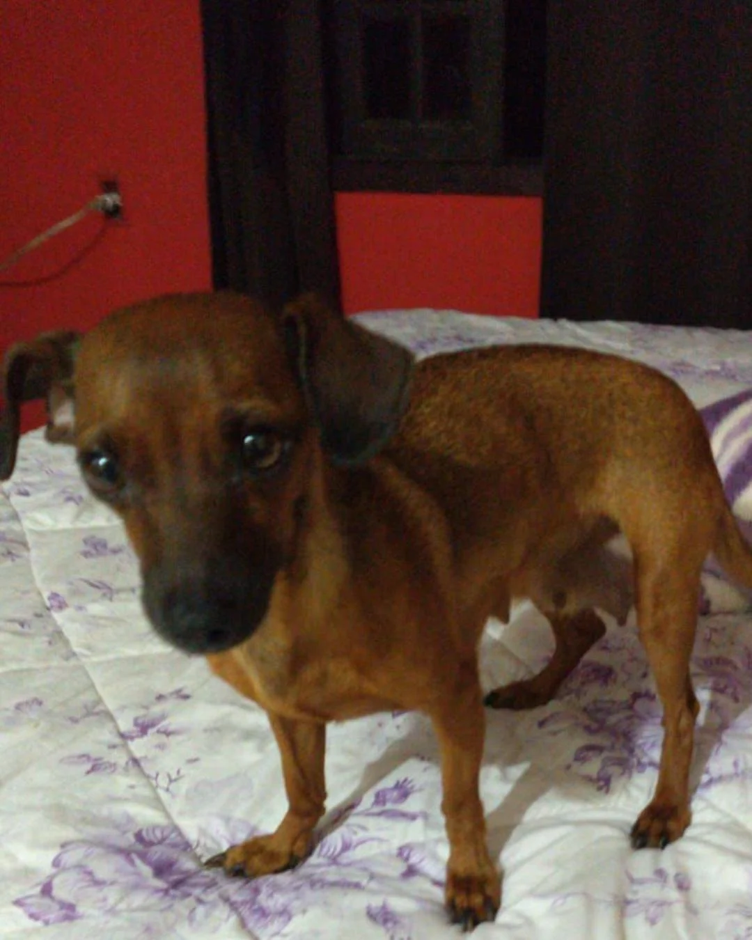 Onde está a Princesa? Família pede ajuda para encontrar cachorrinha desaparecida