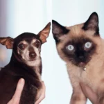 Prefeitura de Araucária promove nova campanha gratuita de castração no Parque Cachoeira