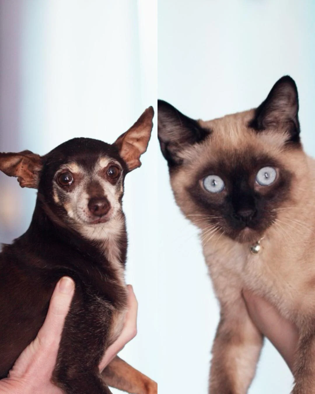 Prefeitura de Araucária promove nova campanha gratuita de castração no Parque Cachoeira