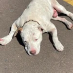 Projeto Salvando Dogs resgata cachorro com coleira e está a procura de tutor