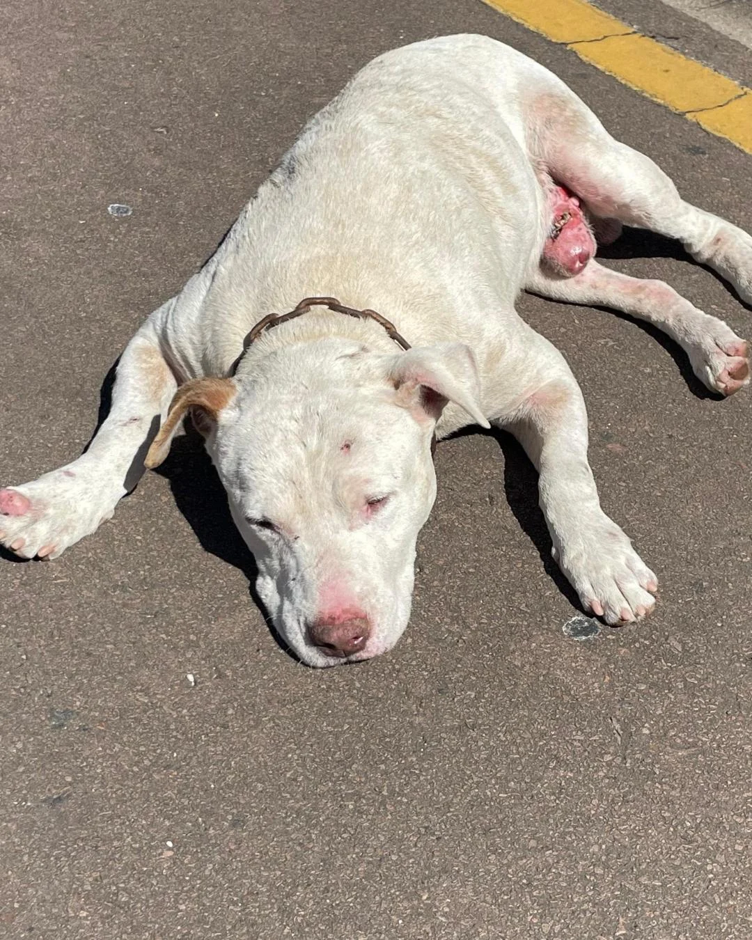 Projeto Salvando Dogs resgata cachorro com coleira e está a procura de tutor