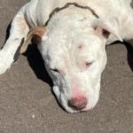 Projeto Salvando Dogs resgata cachorro com coleira e está a procura de tutor