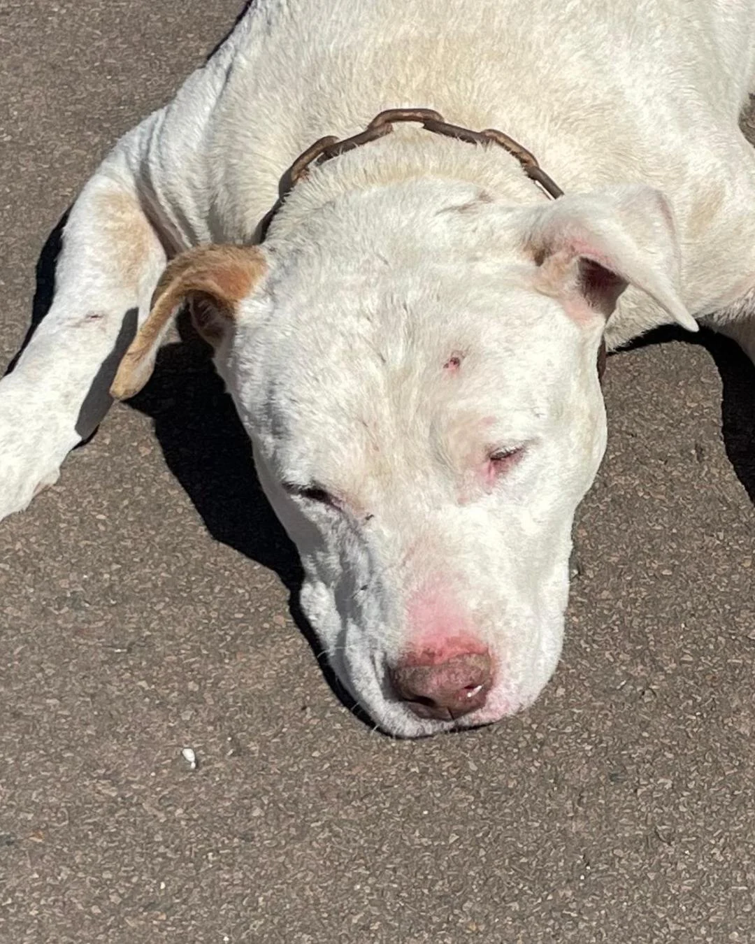 Projeto Salvando Dogs resgata cachorro com coleira e está a procura de tutor