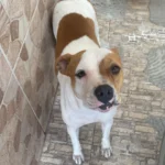 Moradora pede ajuda para encontrar cachorrinha Maggie