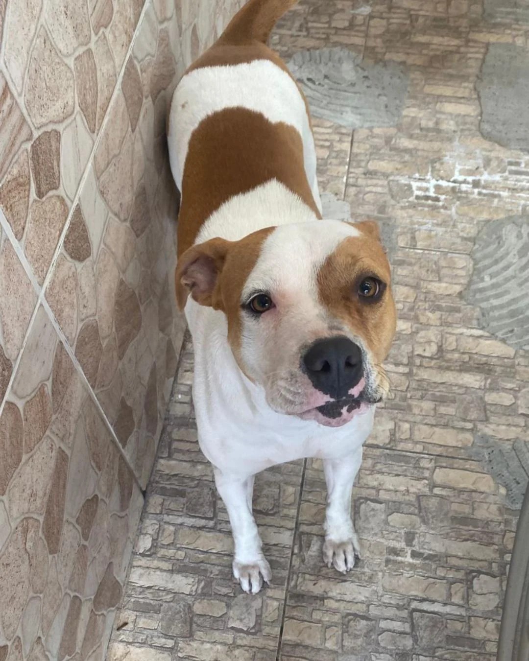 Moradora pede ajuda para encontrar cachorrinha Maggie