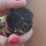 Moradora pede ajuda urgentemente com doações para pagar tratamento de gatinho