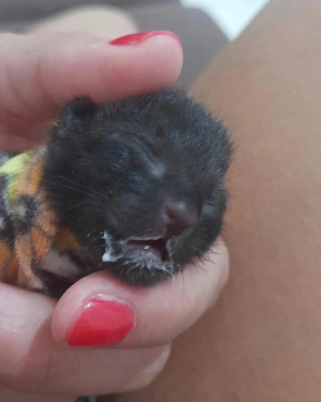 Moradora pede ajuda urgentemente com doações para pagar tratamento de gatinho