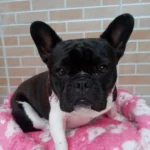 Família pede ajuda para encontrar cachorrinha desaparecida