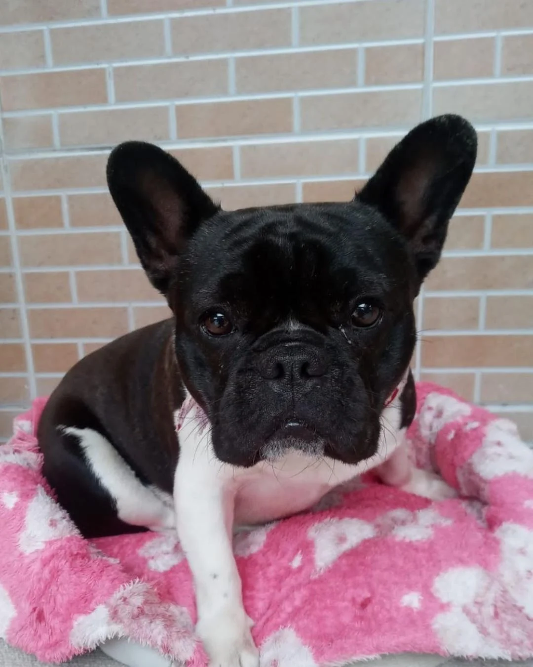 Família pede ajuda para encontrar cachorrinha desaparecida