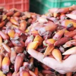 Temporada para comer pinhão começa somente no dia 15 de abril