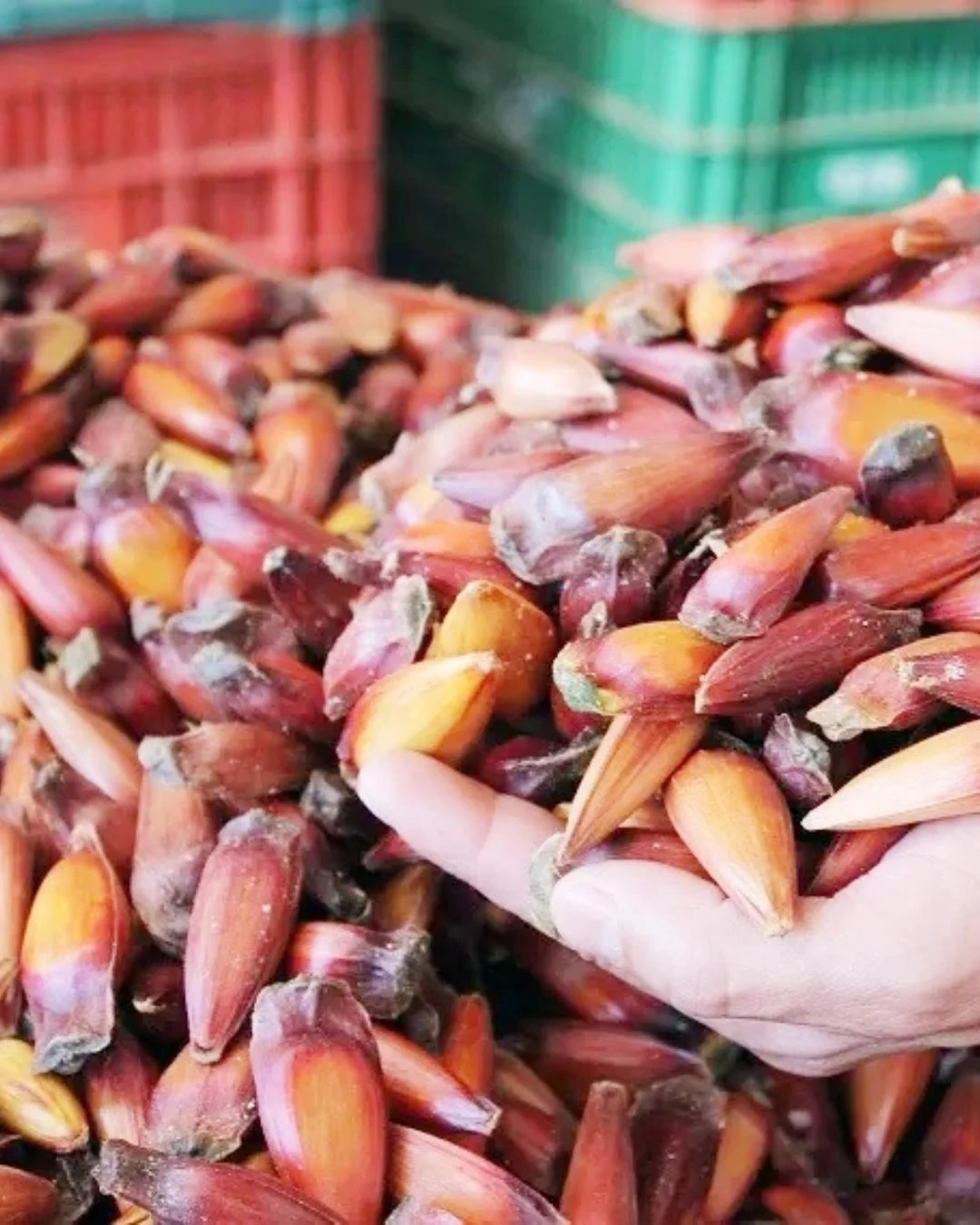 Temporada para comer pinhão começa somente no dia 15 de abril