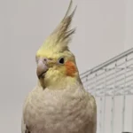 Tutor pede ajuda para encontrar calopsita Gota que sumiu no Jd Santa Eulália