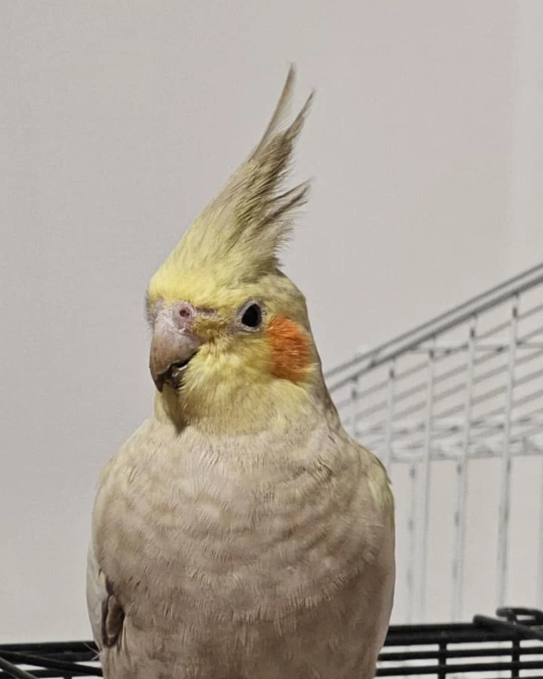 Tutor pede ajuda para encontrar calopsita Gota que sumiu no Jd Santa Eulália