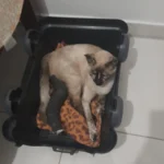 Tutora organiza vakinha para custear despesas de saúde