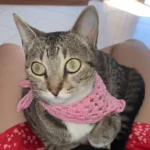 Tutora pede ajuda para encontrar gatinha desaparecida no Fazenda Velha