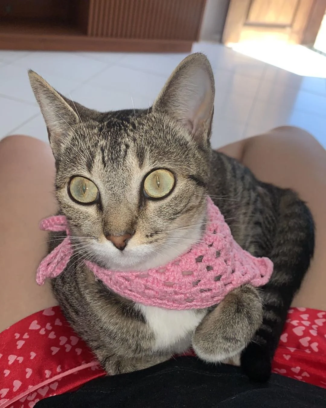 Tutora pede ajuda para encontrar gatinha desaparecida no Fazenda Velha