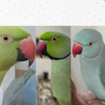 Tutora pede ajuda para encontrar pássaros perdidos no Campo Redondo