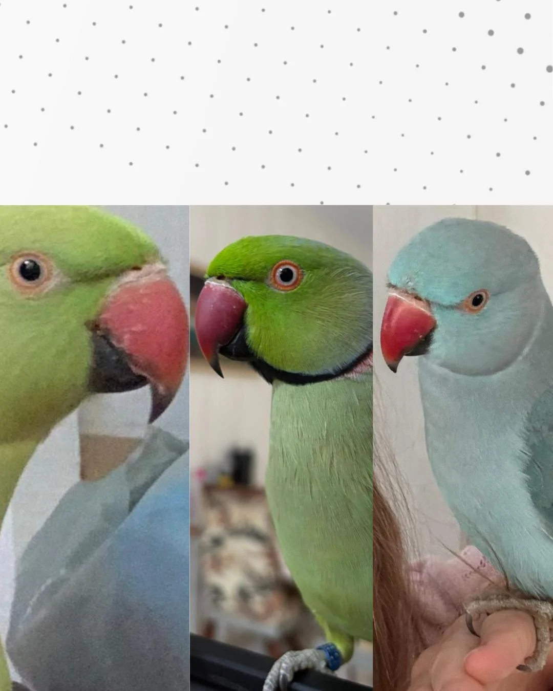 Tutora pede ajuda para encontrar pássaros perdidos no Campo Redondo