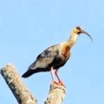 Você já ouviu falar da Curicaca, ave que tem sido vista em Araucária?