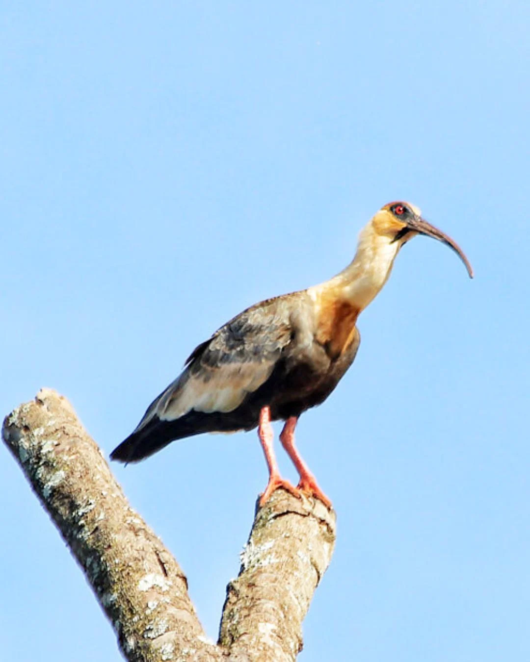 Você já ouviu falar da Curicaca, ave que tem sido vista em Araucária?
