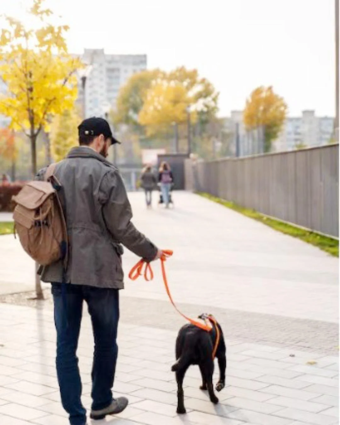 Advogados explicam o que muda com a lei sobre a guarda compartilhada de pets