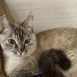 Ajude a encontrar a gatinha Angela! Ela desapareceu no bairro Fazenda Velha