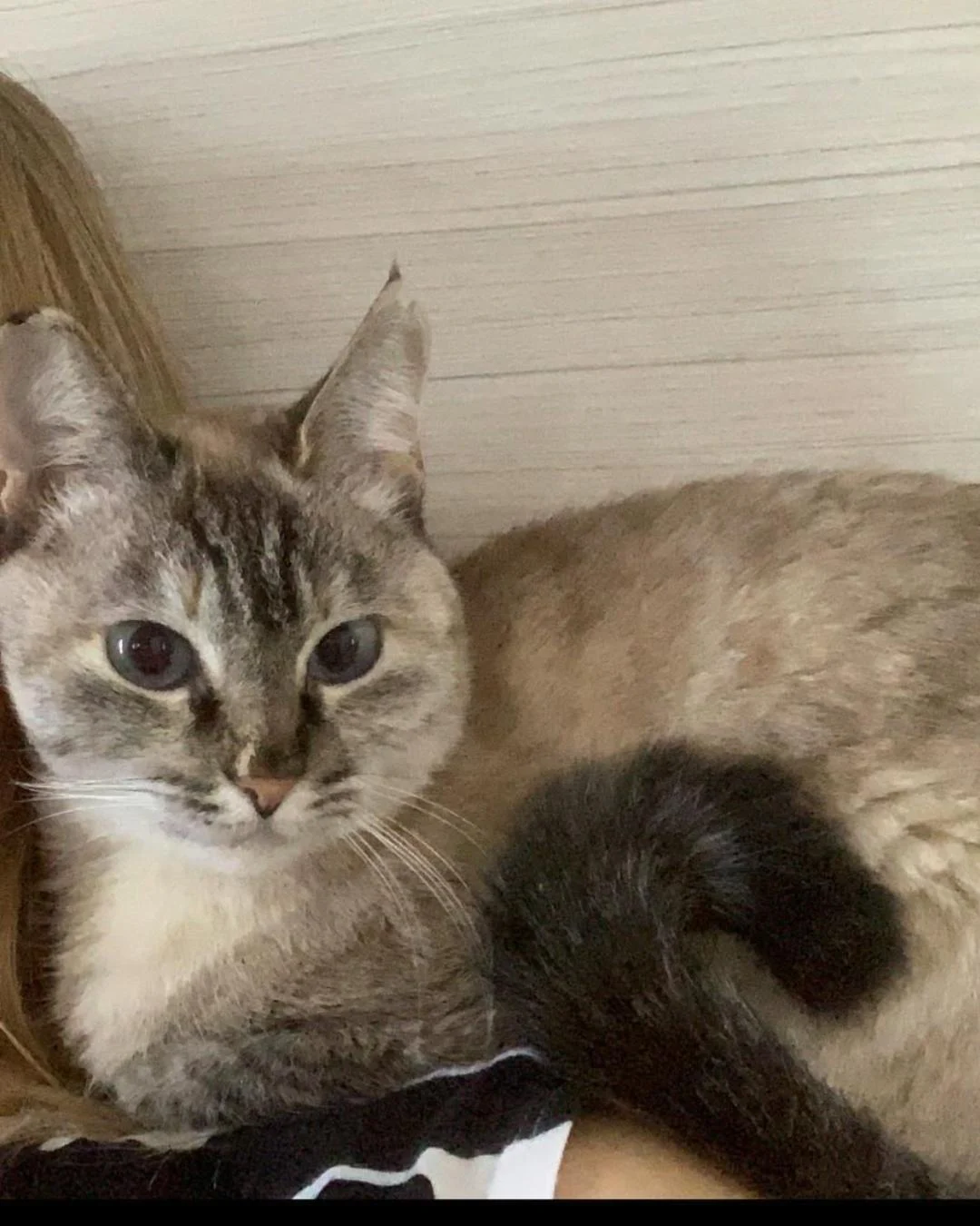 Ajude a encontrar a gatinha Angela! Ela desapareceu no bairro Fazenda Velha