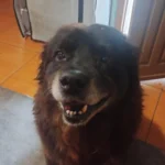 Ajude a encontrar cãozinho idoso que desapareceu próximo ao Parque Cachoeira