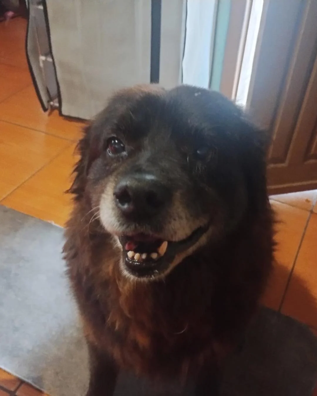 Ajude a encontrar cãozinho idoso que desapareceu próximo ao Parque Cachoeira