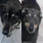 Família pede ajuda da população para encontrar cachorrinha Lola