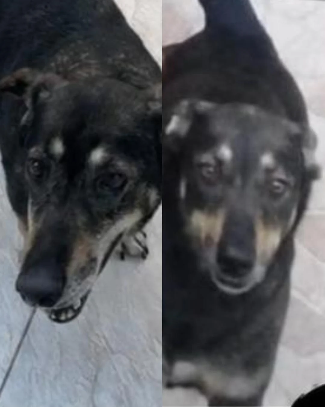 Família pede ajuda da população para encontrar cachorrinha Lola