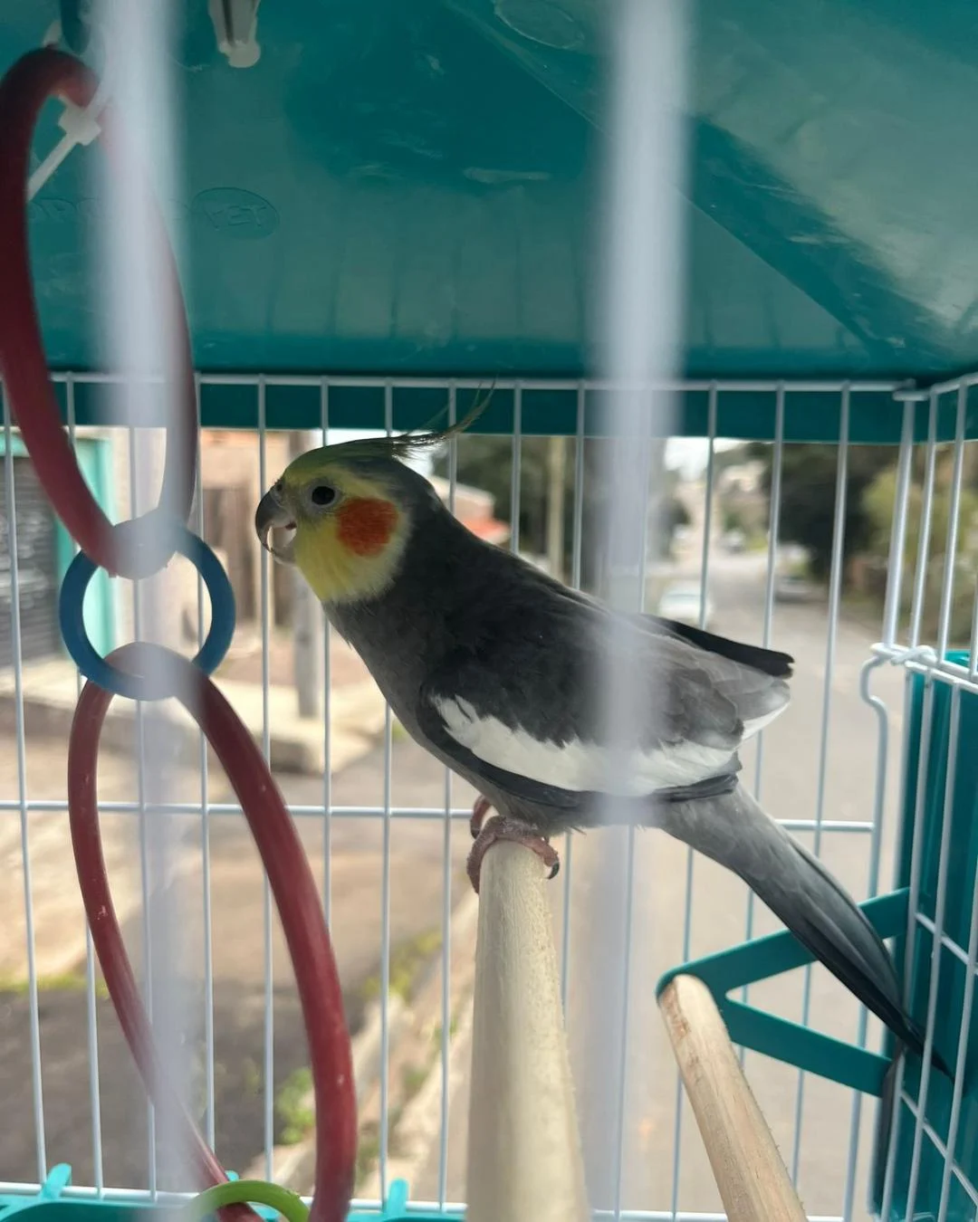 Família pede ajuda para encontrar calopsita perdida no Capela Velha