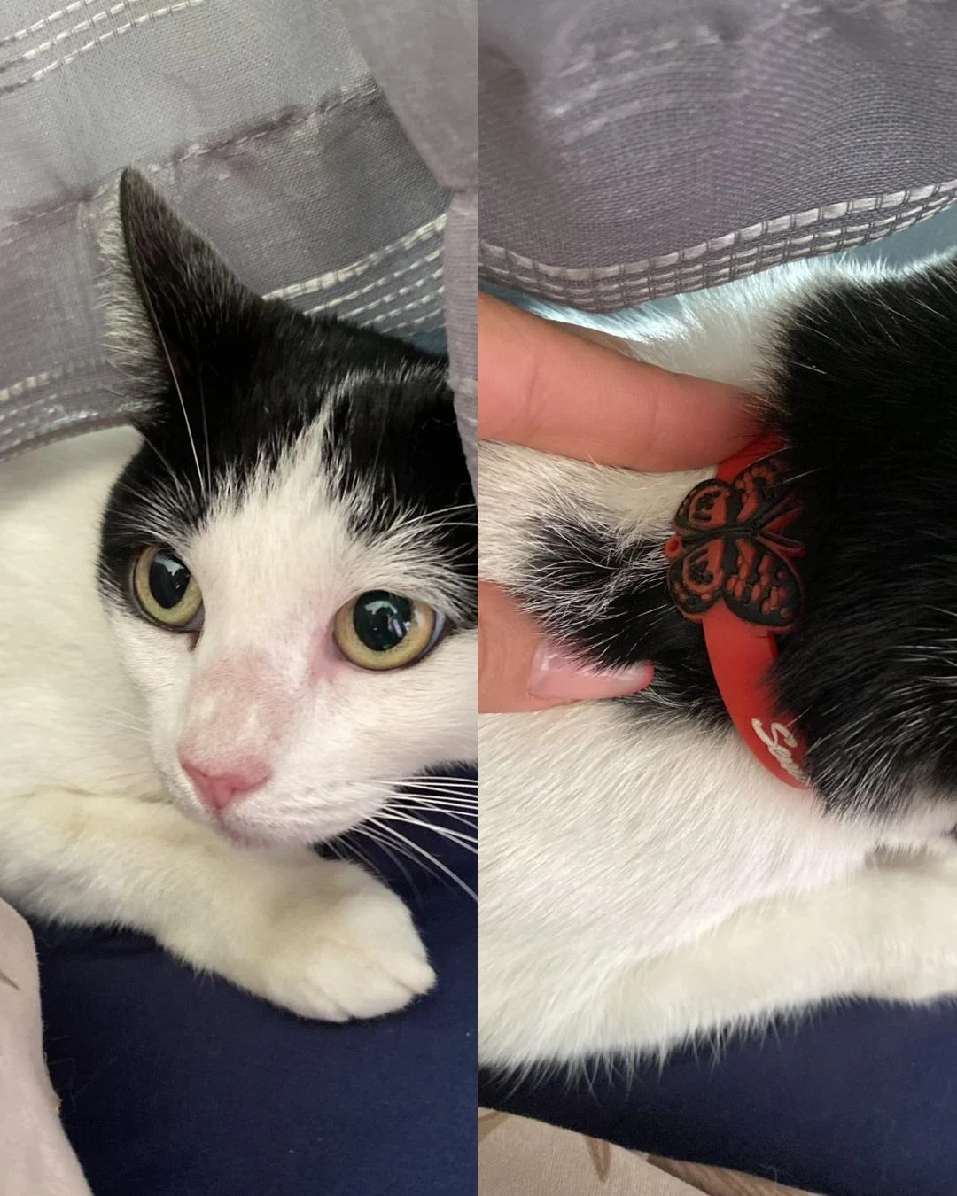 Gatinha com coleira é resgatada de uma árvore e agora está a procura do tutor