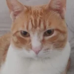 Moradora procura tutores de gato encontrado no Costeira