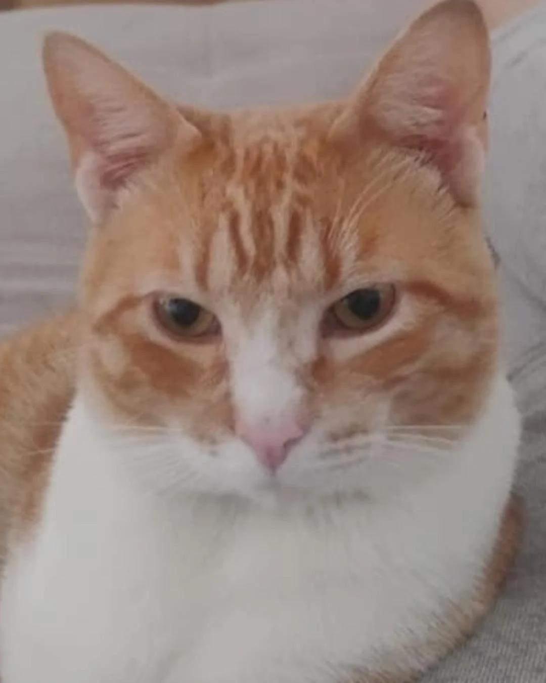 Moradora procura tutores de gato encontrado no Costeira