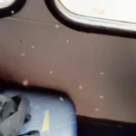 Passageiros de Araucária reclamam de infestação de pernilongos em ônibus da linha Ligeirinho