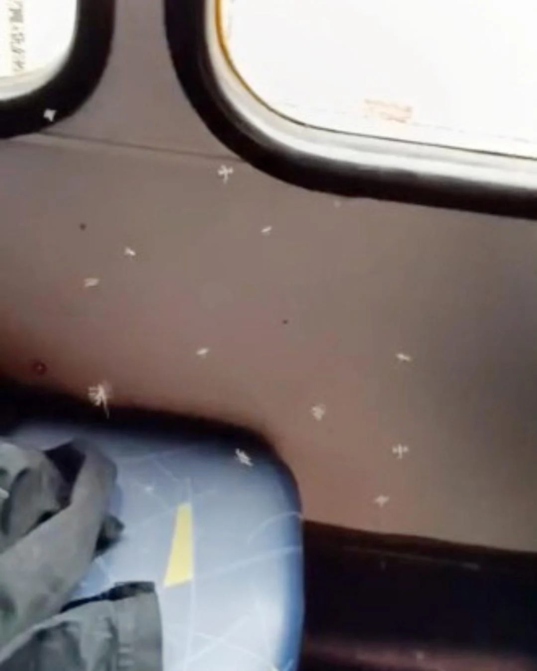 Passageiros de Araucária reclamam de infestação de pernilongos em ônibus da linha Ligeirinho